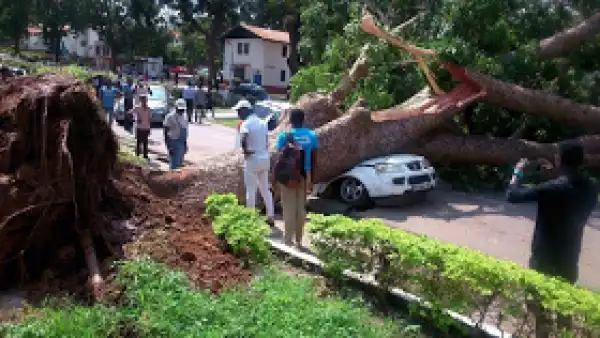 Driver escapes death after giant tree fell on his car